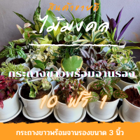ต้นไม้มงคล กระถางสีขาวพร้อมจานรอง  หรูหรา  10 ฟรี 1