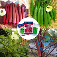 เมล็ดพันธุ์ ( Okra Seed ) กระเจี๊ยบเขียว  กระเจี๊ยบแดง  กระเจี๊ยบมอญเขียว กระเจี๊ยบมอญแดง 50 - 120 เมล็ด