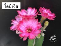 โลบิเวีย อิชินอป Lobivia อิชินอปซิส หน่อเด็ดสด หน่อ Echinopsis กระบองเพชร แคคตัส สวน เมล็ดกระบองเพชร