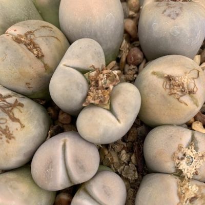 10 เมล็ด ไลทอป กระบองเพชร ไม้อวบน้ำ กุหลาบหิน แคคตัส Living Stones Lithops สายพันธุ์ steineckeana C388