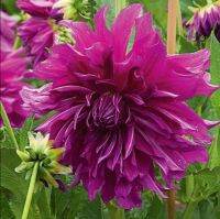 1 หัว/ออเดอร์ รักเร่ Dahlia Bulb สายพันธุ์ Purple Plate หัวรักเร่ ดอกไม้ หัวหน่อ นำเข้า เหง้า เนเธอร์แลน หัวสด