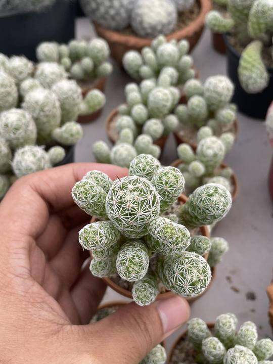 แมมตุ๊กตาญี่ปุ่น-mammillaria-gracilis-กระถาง-2-นิ้ว-ฟอมกอ-มีพร้อมจัดส่ง