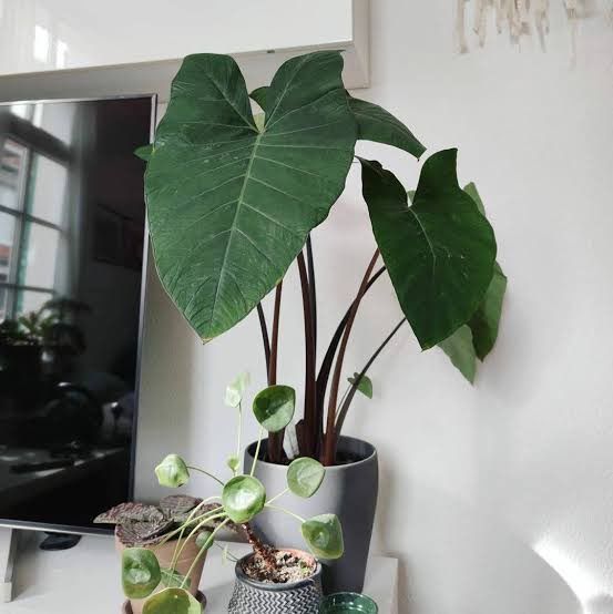 บอนนาด่าง-ก้านดำ-ด่างๆ-colocasia-esculenta-aquatilis-hasskvariegated-บอนนาไทยด่าง-siam-ด่างสวยงามมาก-1-ต้น-แพ็ค