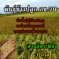 ข้าวปลูก กข79 พันธ์ข้าว กข79 ขนาด 1 กิโลกรัม