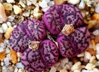 20 เมล็ด โคโนไฟตัม กระบองเพชร ไม้อวบน้ำ กุหลาบหิน แคคตัส Conophytum สายพันธุ์ยอดนิยม obcordellum ‘picturatum’