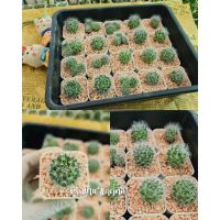 ( PRO+++ ) โปรแน่น.. แมมขนแมว (Mammillaria Bocasana) แคคตัสขนฟู ดอกน่ารัก ราคาสุดคุ้ม พรรณ ไม้ น้ำ พรรณ ไม้ ทุก ชนิด พรรณ ไม้ น้ำ สวยงาม พรรณ ไม้ มงคล