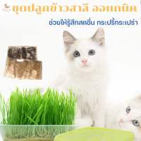 ขนมแมว ชุดหญ้าแมว หมา แมว หนู กระต่าย นก และสัตว์กินหญ้าอื่นๆ (คนทานได้) เมล็ดหญ้าแมวนำเข้า เมล็ดข้าวสาลีคัดพิเศษ