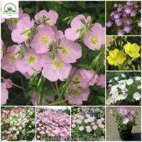 อิเวนนิ่ง พรีมโร Evening Primrose Flower Seeds ต้นดอกไม้สวยๆ เมล็ดบอนสี เมล็ดดอกไม้ พันธุ์ดอกไม้ ต้นไม้ประดับ ต้นไม้ฟอกอากาศ เมล็ดพันธุ์ ดอกไม้จริง แต่งสวน เมล็ดพันธุ์แท้ 100% ปลูกง่าย ปลูกได้ทั่วไทย (บรรจุ 300 เมล็ด - Color Mixing - Seeds for Planting)