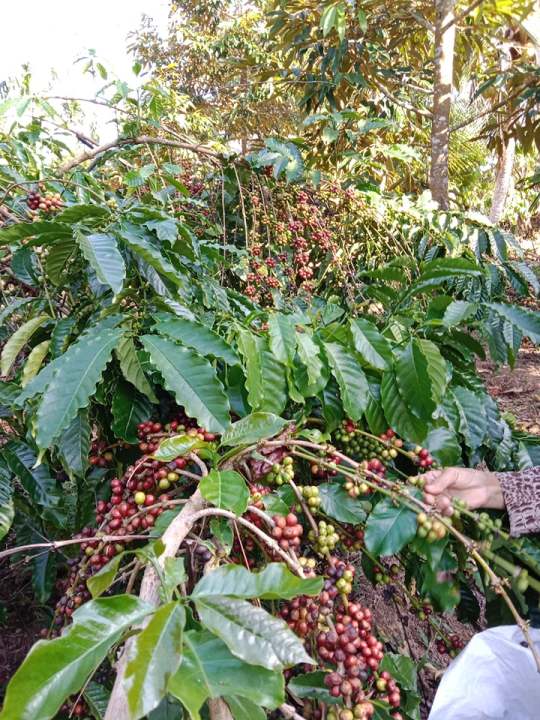 สารกาแฟ-สารเมล็ดกาแฟ-เมล็ดกาแฟสาร-โรบัสต้า-เกรดรวม-คัดมือ-ขนาด-1-กิโลกรัม-129-บาท-dry-process-robusta-green-bean-กาแฟสารใหม่ปี-2023-กาแฟสารชุมพร