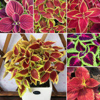 Ready Stock Multicolor Coleus Seed /Perilla Blumei Seeds（100ชิ้น/แพ็ค）ด้วยใบไม้หลากสีที่สวยงาม ของแต่งบ้านสวน เมล็ดบอนสี ต้นไม้มงคล บอนไซแคระ ต้นไม้ฟอกอากาศ บอนสี เมล็ดดอกไม้ ต้นไม้ประดับ Plants - Seeds for Planting - ปลูกง่าย ปลูกได้ทั่วไทย