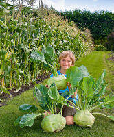 100 เมล็ด กะหล่ำ ปมยักษ์ - Superschmelz Giant White Kohlrabi (ลำต้นเป็นก้อนปม กลม ขนาดใหญ่ กว่าปกติมาก ใช้ลำต้นทำอาหาร รสหวานกรอบ อร่อย)