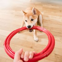 Interactive Dog Toys Flying Discs EVA Dog Training Ring Puller Resistant Toys for Small Large Dogs Outdoor Dog Supplies