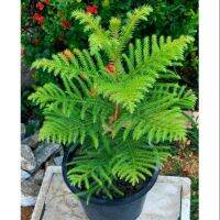 เมล็ดสนฉัตร   สนประดับสวน  Norfolk island pine / Araucaria cunninghamii  บรรจุ : 20เมล็ด