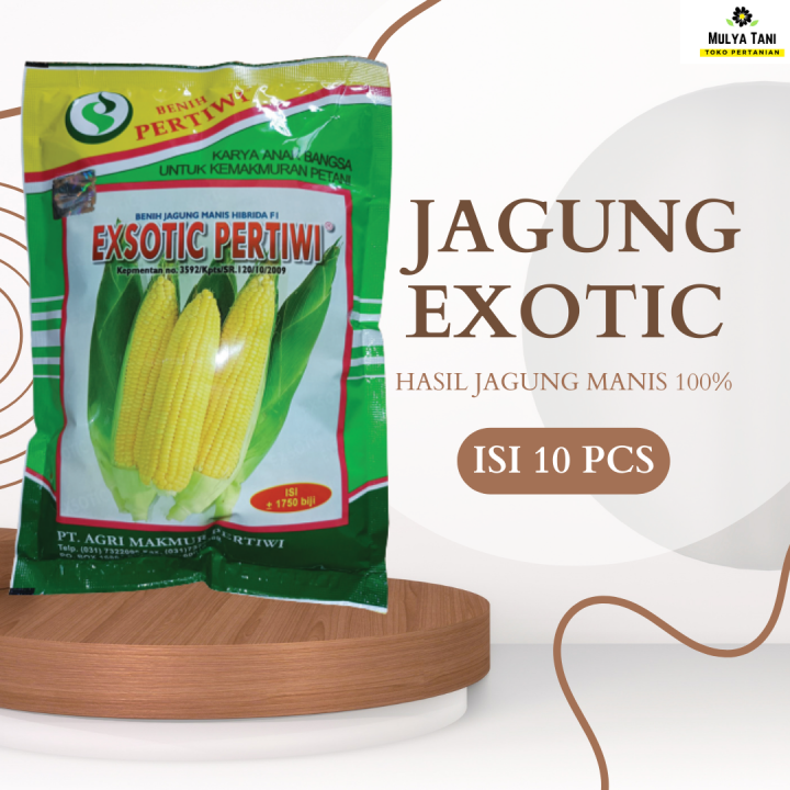 BIBIT BENIH BINIH SAYURAN SIAP TANAM PAKET 10 PCS JAGUNG MANIS BENIH ...