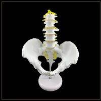 Pelvis with five segment lumbar spine models of the spine model of the orthopedic model of the human skeleton 15x10x10cm