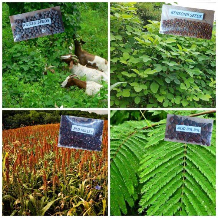 Livestocks Forage Grass Seeds/ Maramais, Rensonii, Kudzu, Alfalfa ...