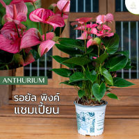 Treeno.9 T43 ดอกหน้าวัว สี รอยัล พิงค์ แชมเปี้ยน (Anthurium) / กระถาง 8 นิ้ว / สูง 30-50 cm / ไม้ดอกประดับ ไม้มงคล ไม้ฟอกอากาศ (ต้นไม้)