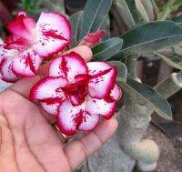 2 เมล็ด เมล็ดพันธุ์ ชวนชม สายพันธุ์ Iolanthe สีแดงขาว Bonsai Desert Rose Adenium Seed กุหลาบทะเลทราย ราชินีทะเลทราย บอนไซ มีคู่มือปลูก