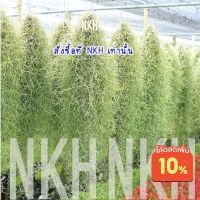 โปรแรง **มีใบแห้ง*ไม่คัดเส้น*พิจารณา↓↓ค่ะ** T.usneoides : เคราฤาษี ไม้แขวน ดักฝุ่น ต่อ1กิโล(ส่งไม่เกิน5กิโลต่อ1ออเดอร์) เก็บเงินปลายทาง