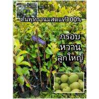 ( PRO+++ ) โปรแน่น.. ต้นพุทรา พุทรานมสด (สูง40-50ซม.) กรอบ หวาน ลูกใหญ่ 100% ราคาสุดคุ้ม พรรณ ไม้ น้ำ พรรณ ไม้ ทุก ชนิด พรรณ ไม้ น้ำ สวยงาม พรรณ ไม้ มงคล