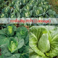 เมล็ดพันธุ์ กะหล่ำปลีรูปหัวใจ (Cabbage) 500 เมล็ด ปลูกง่าย ปลูกได้ทั่วไทย