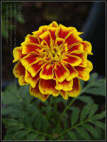 เมล็ด ดอกดาวเรืองฝรั่งเศส  French Marigold พร้อมปลูก  ซองละ 29 บาท  40-50เมล็ด