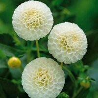 เมล็ดพันธุ์ dahlia pinnata pompon Seed 30 เมล็ด เมล็ดพันธุ์นำเข้าจาก อังกฤษ