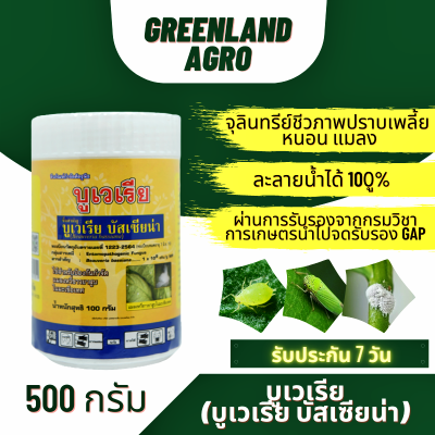 THAIGREENAGRO บูเวเรีย (บิวเวอร์เรีย บาสเซียน่า) จุลินทรีย์ชีวภาพกำจัดเพลี้ยอ่อน เพลี้ยแป้ง ยาฆ่าแมลง