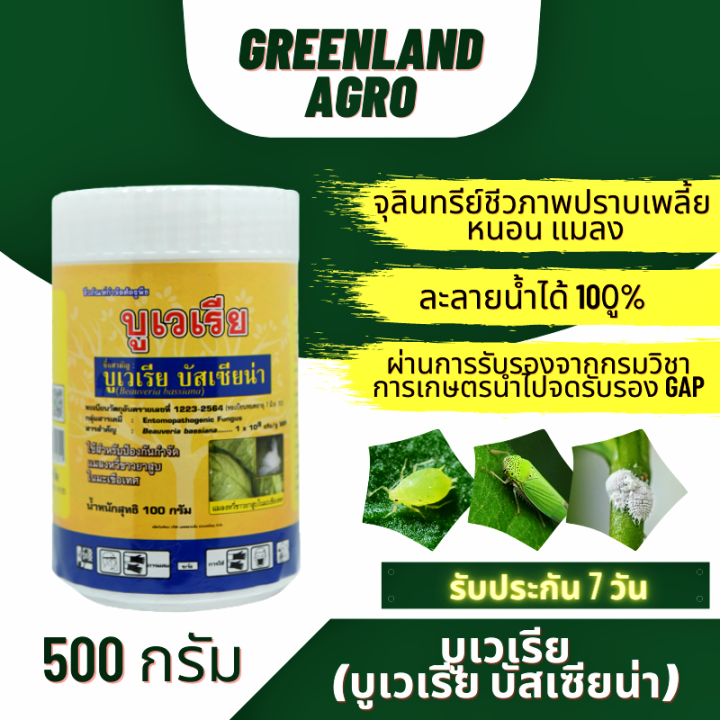 thaigreenagro-บูเวเรีย-บิวเวอร์เรีย-บาสเซียน่า-จุลินทรีย์ชีวภาพกำจัดเพลี้ยอ่อน-เพลี้ยแป้ง-ยาฆ่าแมลง