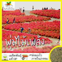 เมล็ดพันธุ์ พุ่มไม้เพลิง 100 เมล็ด Kochia Trichophylla เมล็ดพันธุ์แท้ นำเข้าจากต่างประเทศ ปลูกผัก สวนครัว ถูกดี เพาะง่าย