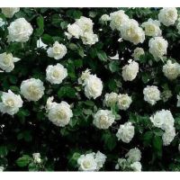 เมล็ดพันธุ์ ดอกกุหลาบ 30 เมล็ด สีขาว พันธุ์แคระ กุหลาบจิ๋ว Rose Seed