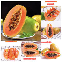 พร้อมส่ง เมล็ดพันธุ์มะละกอพันธุแขกนวลดำเนิน-PAPAYAเนื้อกรอบตำส้มตำมีใบรับรองส่งออกญี่ปุ่น1ซองน้ำหนัก (60เมล็ด)เมล็ดพันธุ์มะละกอ (Papaya seeds) ส้มตำ F1 เมล็ดพันธุ์ผัก เมล็ดพันธุ์ ผักสวนครัว มะละกอ ตราศรแดง (คละสายพันธุ์ได้)