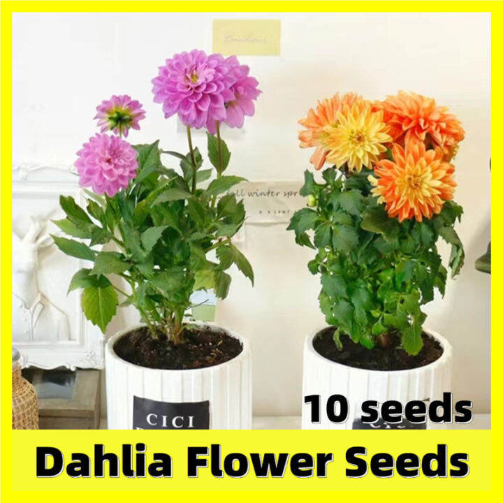 Assorted Colors Dahlia Flower Seed 大丽花种子 High Germination 10 Seeds