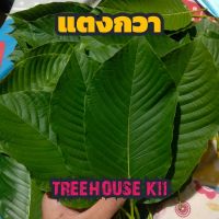 ?สินค้าขายดี? [แตงกวา,1 โล]ใบกระท่อมพันธุ์หางกั้ง แตงกวา เหรียญทอง