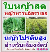 หญ้าสดปลอดสารสำหรับเลี้ยงสัตว์ บรรจุ200กรัม (หญ้าโปรตีนสูง)