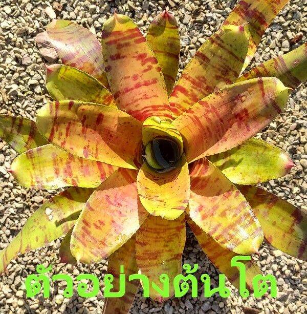 สับปะรดสี Neoregelia Blushing Tiger จำนวน 1 ต้น จัดส่งแบบถอดกระถาง