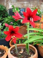 ดอกสีแดงและสีโอรส พันธุ์พื้นเมือง ทนแดดทนฝน1หัว/ชุด ว่านสี่ทิศ amaryllis  20-24 ซม.ปลูกง่าย ออกดอกบ่อย เรียกทรัพย์