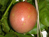 เมล็ดพันธุ์  เสาวรส (Passion fruit)  สำหรับปลูก 10เมล็ด ซองละ 25 บาท  จากบ้านสวนเมล็ดปลูกต่อได้