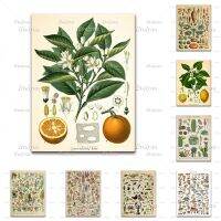 Vintage Botanical Animal โปสเตอร์พิมพ์ผลไม้ผัก Art ผ้าใบพิมพ์ธรรมชาติของขวัญ Idea Home Decor Wall Art 0813