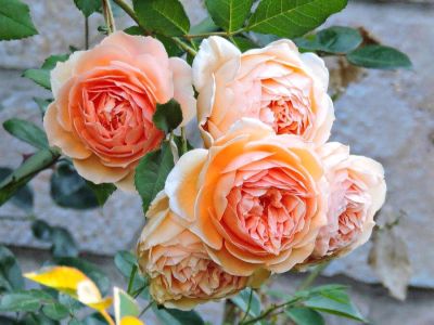 30 เมล็ด เมล็ดพันธุ์ Bonsai Crown Princess Margareta (Rosa Crown Princess Margareta) สายพันธุ์อังกฤษ ดอกกุหลาบ นำเข้าจากอังกฤษ ดอกใหญ่ พร้อมคู่มือปลูก English Rose Seed
