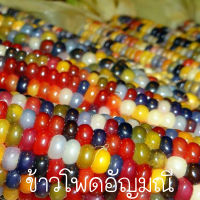 ข้าวโพดอัญมณี?ถูกที่สุด10บ.?เมล็ดข้าวโพดอัญมณี10เมล็ด?ปลูกง่าย?สีสวย