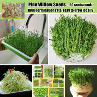 ประเทศไทยพร้อมสต็อก 50pcs Pine Willow Seeds for Planting Hydroponics Vegetables Seeds เมล็ดพันธุ์ผัก เมล็ดผัก เมล็ดพืช เมล็ดบอนสีเทพๆ Indoor Vegetables Plants ปลูกผัก สวนครัว การันตีอัตรางอก ปลูกได้ทั้งปี เมล็ดพันธุ์ ต้นไม้ บอนสีราคาถูกๆ Flowers Seed