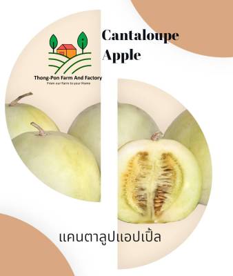 แคนตาลูป แคนตาลูปแอปเปิ้ล เมล็ดพันธุ์แคนตาลูปแอปเปิ้ล Cantaloupe Apple Seeds บรรจุ 5 เมล็ด