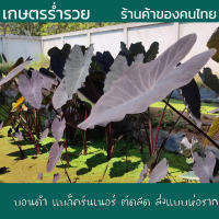 บอน บอนดำ โคโลคาเซีย แบล็ครันเนอร์ Colocasia Black Runner บอนดำขอบใบพลิ้ว ใบพริ้วหยัก สีดำกำมะหยี่ สายพันธุ์แท้100% ตัดสดทุกวัน ส่งแบบห่อราก