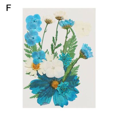 วัสดุดอกไม้แห้งเครื่องประดับทำงานฝีมือแบบ DIY อุปกรณ์ประกอบฉากภาพถ่ายสติกเกอร์สวยงามดอกไม้แม่พิมพ์เรซินดอกไม้แห้งดอกไม้ประดิษฐ์บรรจุเรซิน