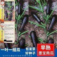 Early-maturing Mobao generation pumpkin long strip black old variety spring and autumn vegetable garden