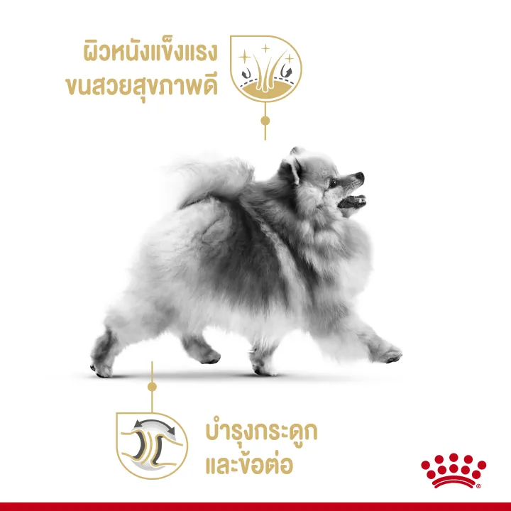 หมดอายุ29-2-24-royal-canin-pomeranian-500-g-อาหารสำหรับสุนัขพันธุ์ปอมเมอเรเนียน-อายุ-10-เดือนขึ้นไป-วัยโต