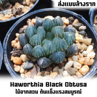 ฮาโวเทีย Haworthia Black Obtusa (ส่งแบบล้างราก) ขนาด 3-4cm