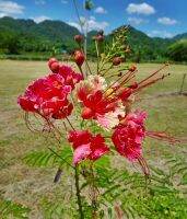 เมล็ดพันธุ์ Seeds 20 เมล็ด หางนกยูงฝรั่ง ดอกสีชมพู ต้นไม้บังแดด ให้ร่มเงาน่าปลูก ออกดอกเต็มต้น Flame Tree, Flamboyant, Royal Poinciana