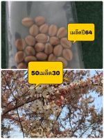 เมล็ดกัลปพฤกษ์Cassia bakeriana Wishing Tree Pink Showerไม้ยืนต้นดอกสวยต้นไม้ประจำจังหวัดขอนแก่น แก่นร้าง กาลพฤกษ์ เปลือกขม